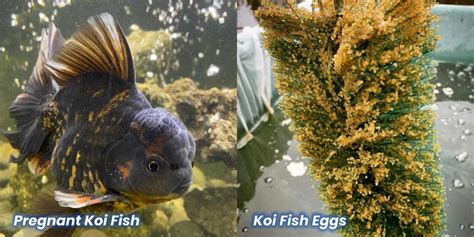 at what age do koi lay eggs|when do koi eggs hatch.